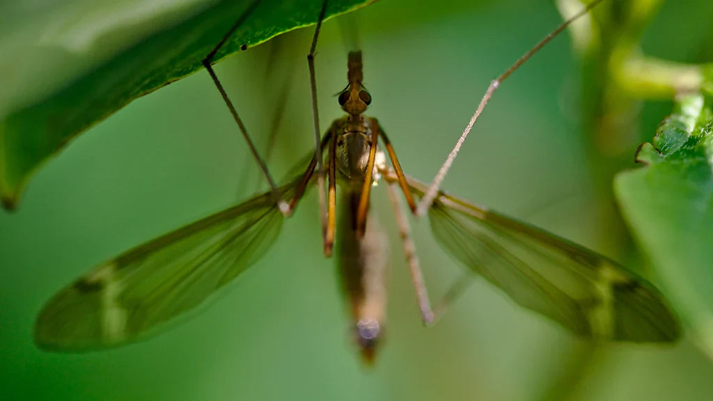 PIQÛRES DE MOUSTIQUES - SOINS ATTENTIONNÉS POUR ÉVITER LES DÉMANGEAISONS ALLERGIQUES